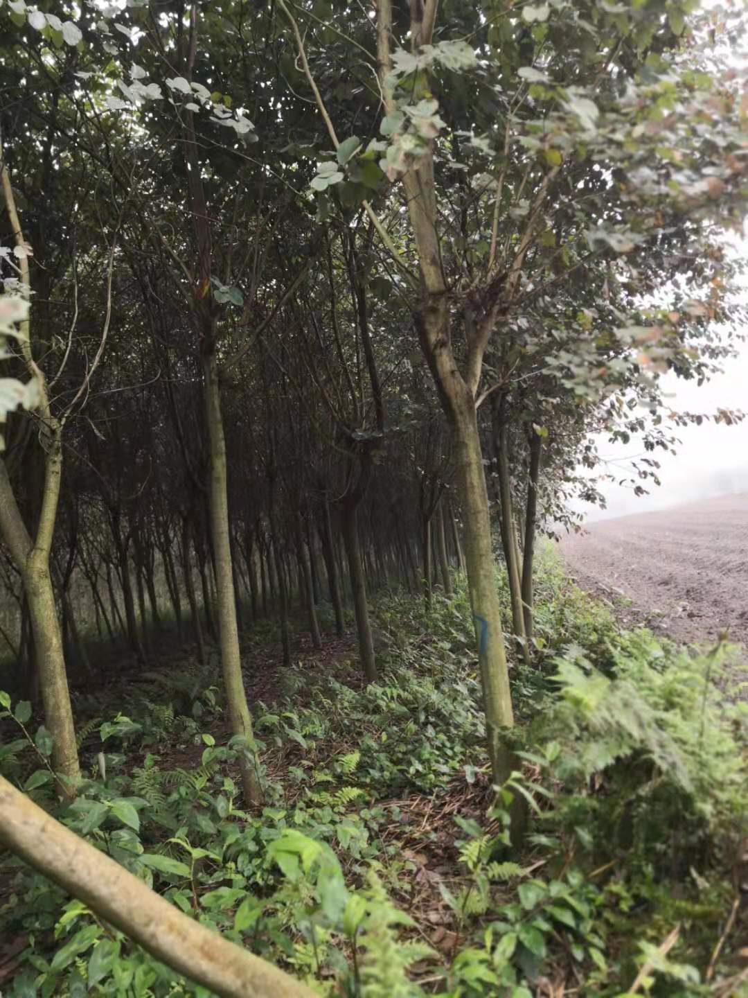 贺州市宫粉紫荆种植基地 宫粉紫荆价格 各种规格园林树苗