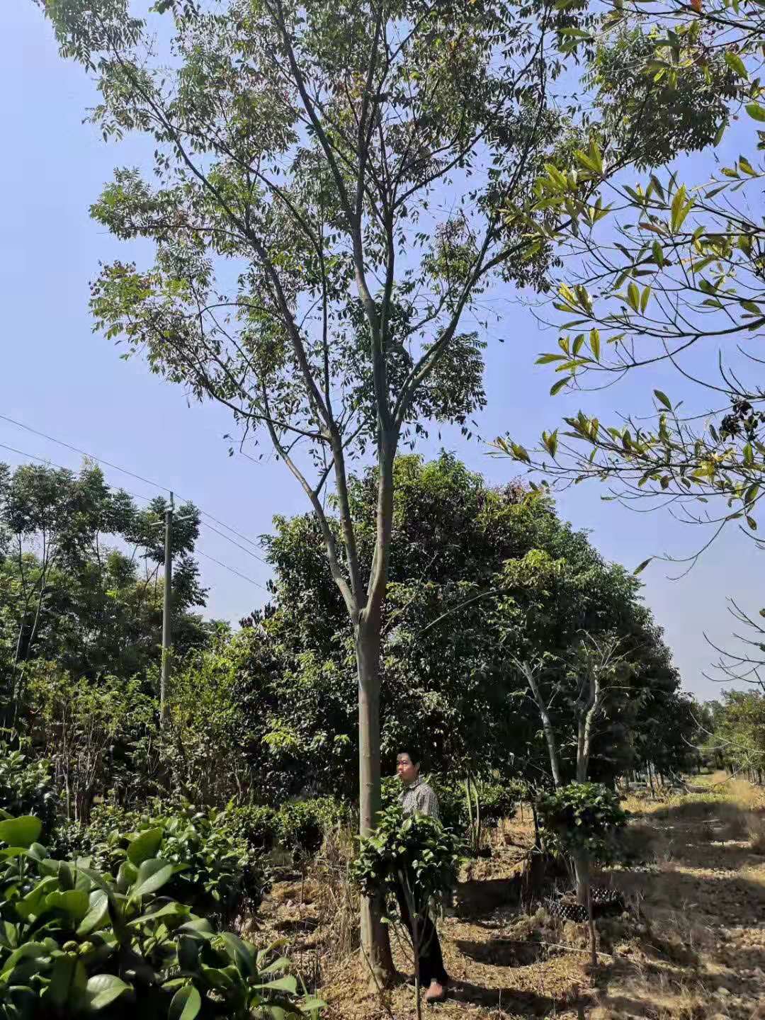 长沙市朴树厂家长沙市朴树植基地_朴树价格_朴树批发 朴树