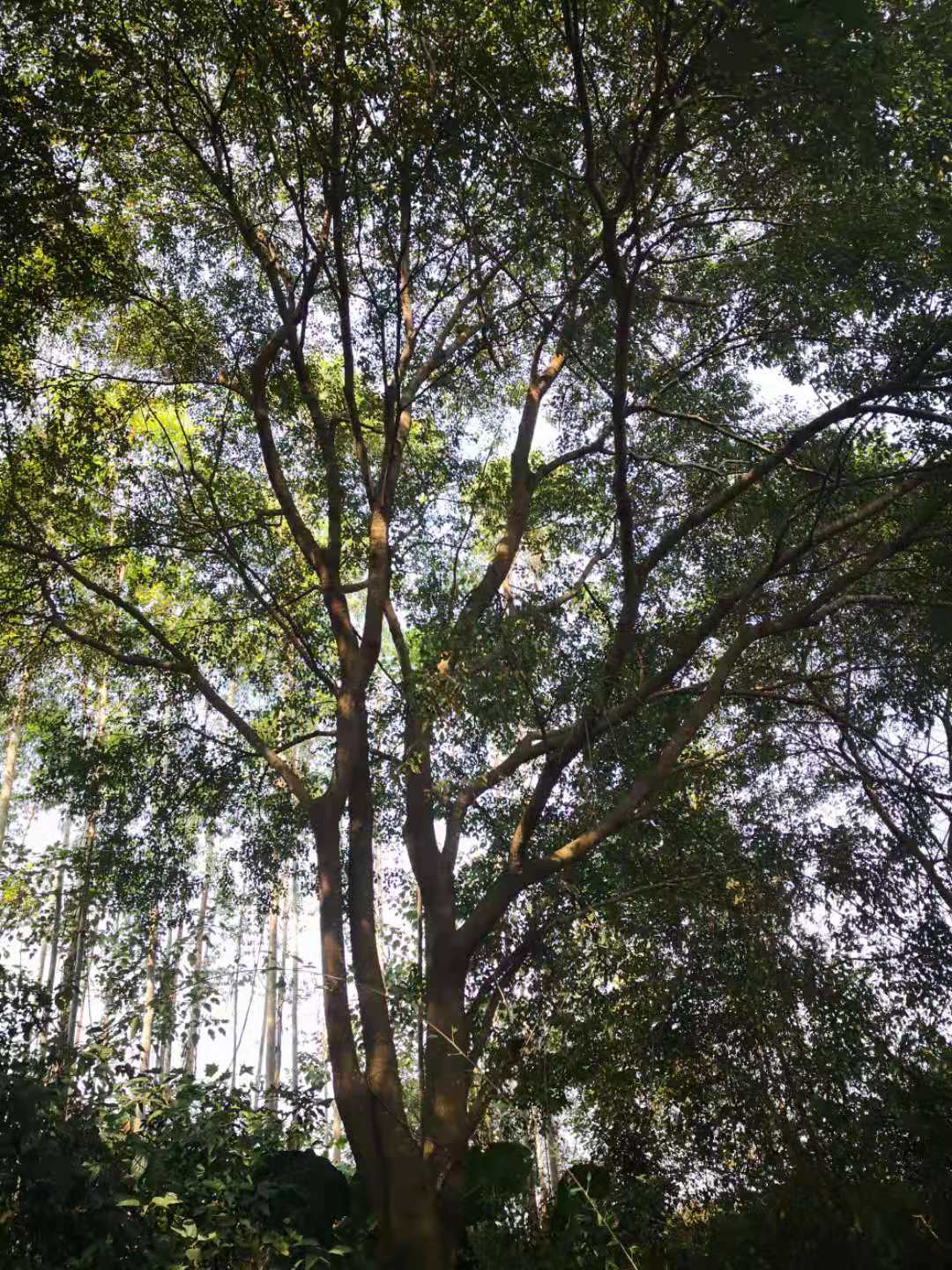 专业栽培精品朴树 长期供应园林绿化树苗 柳州苗木基地