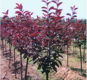 精品紫叶李价格 红叶李批发 园林专用绿化树苗种植