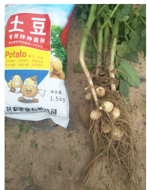 马铃薯专用菌剂厂家批发