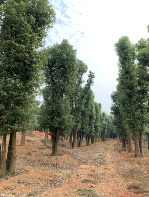 益阳市48公分骨架香樟树专业种植、基地、批发、供应商