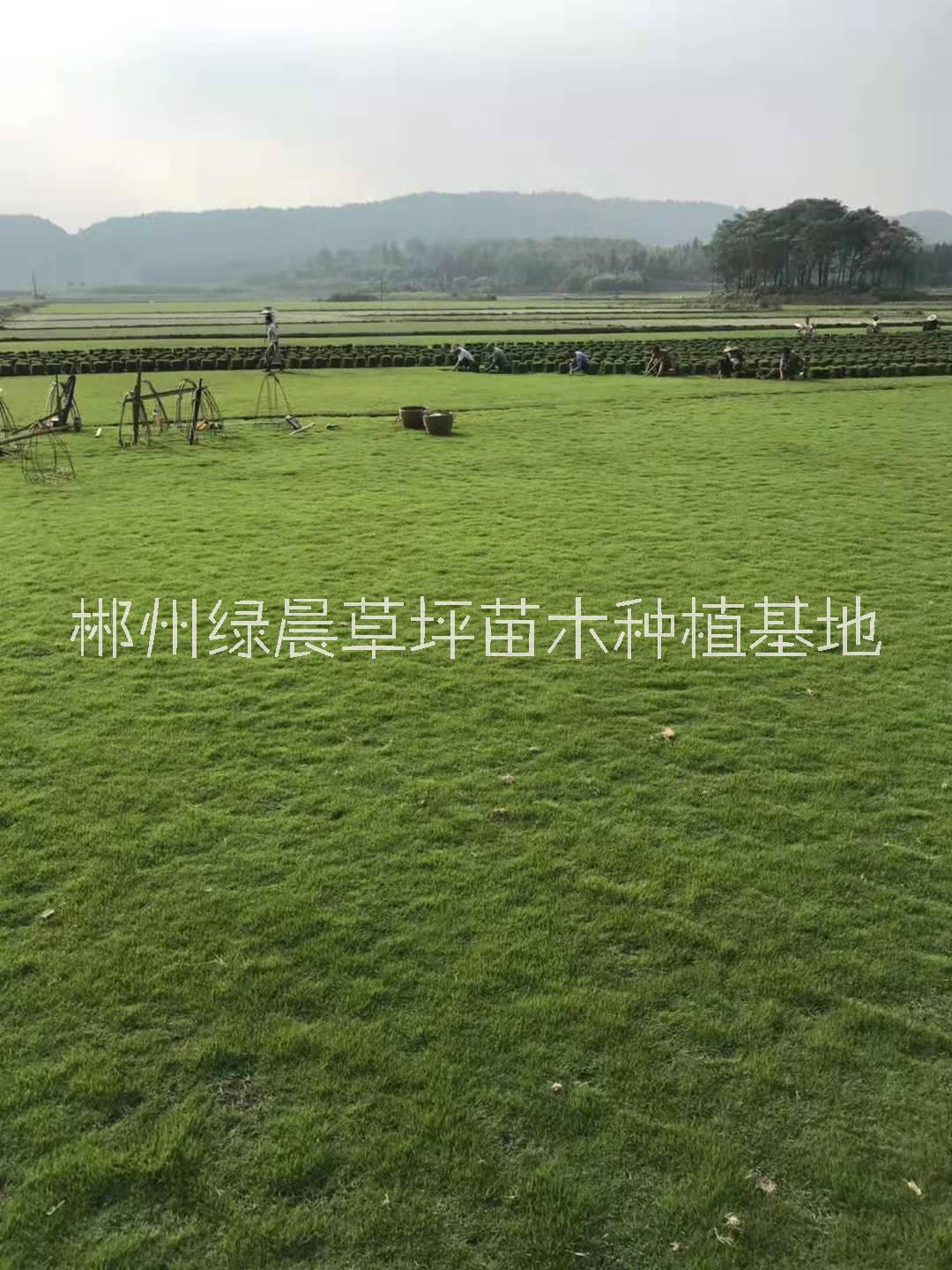 郴州绿晨草坪苗木种植基地