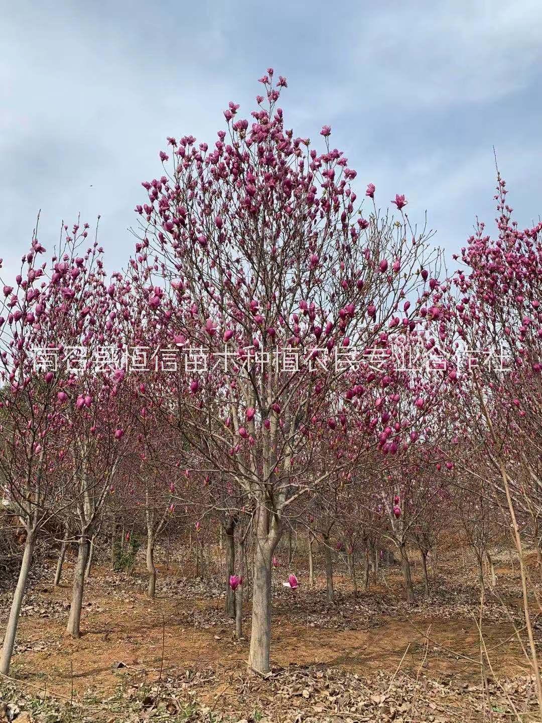 天津优质红玉兰树苗基地直销，天津专业栽培红玉兰小苗育苗场电话，天津红玉兰小苗报价价格