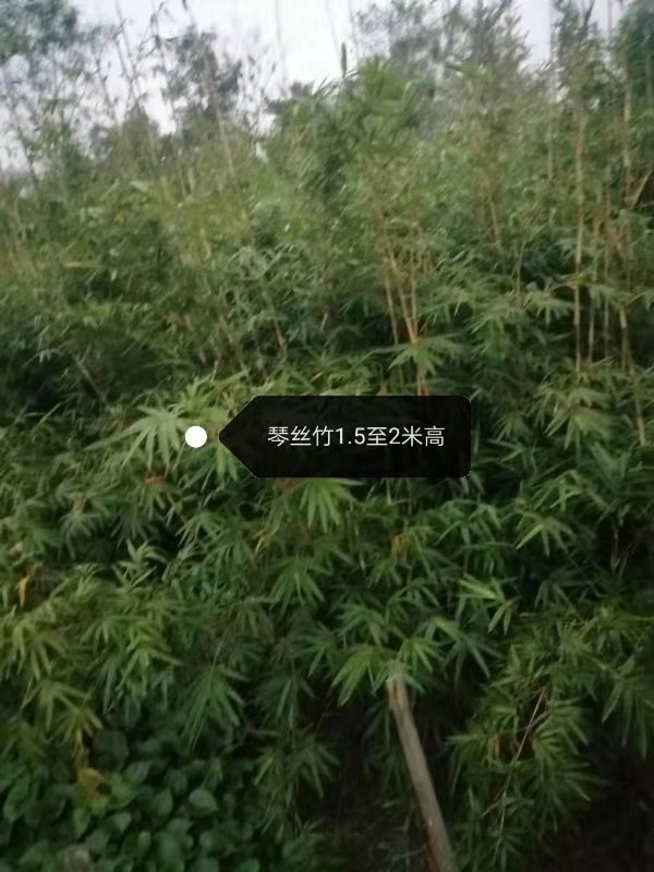 四川成都琴丝竹1.5-2米-专供各种工程苗-优质供应商-种植基地-批发价格