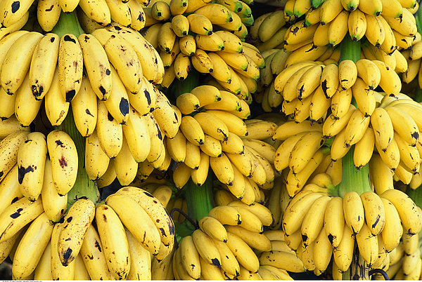 玉林市广西香蕉苗基地 粉蕉苗产区厂家供应广西香蕉苗基地 粉蕉苗产区  玉林西贡蕉苗 芭蕉苗价格