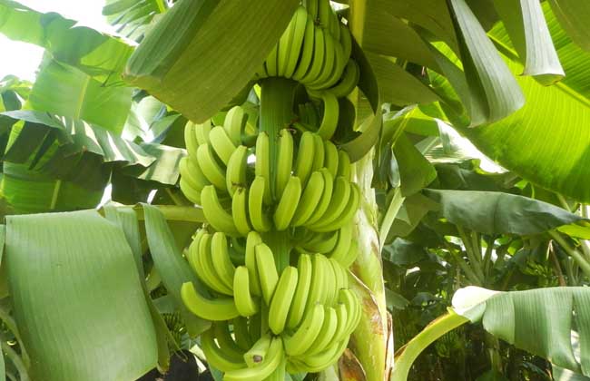 广西香蕉苗基地 粉蕉苗产区供应广西香蕉苗基地 粉蕉苗产区  玉林西贡蕉苗 芭蕉苗价格