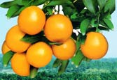 供应红江橙苗厂家 脐橙苗基地 广西红心橙苗农场 橙子苗图片