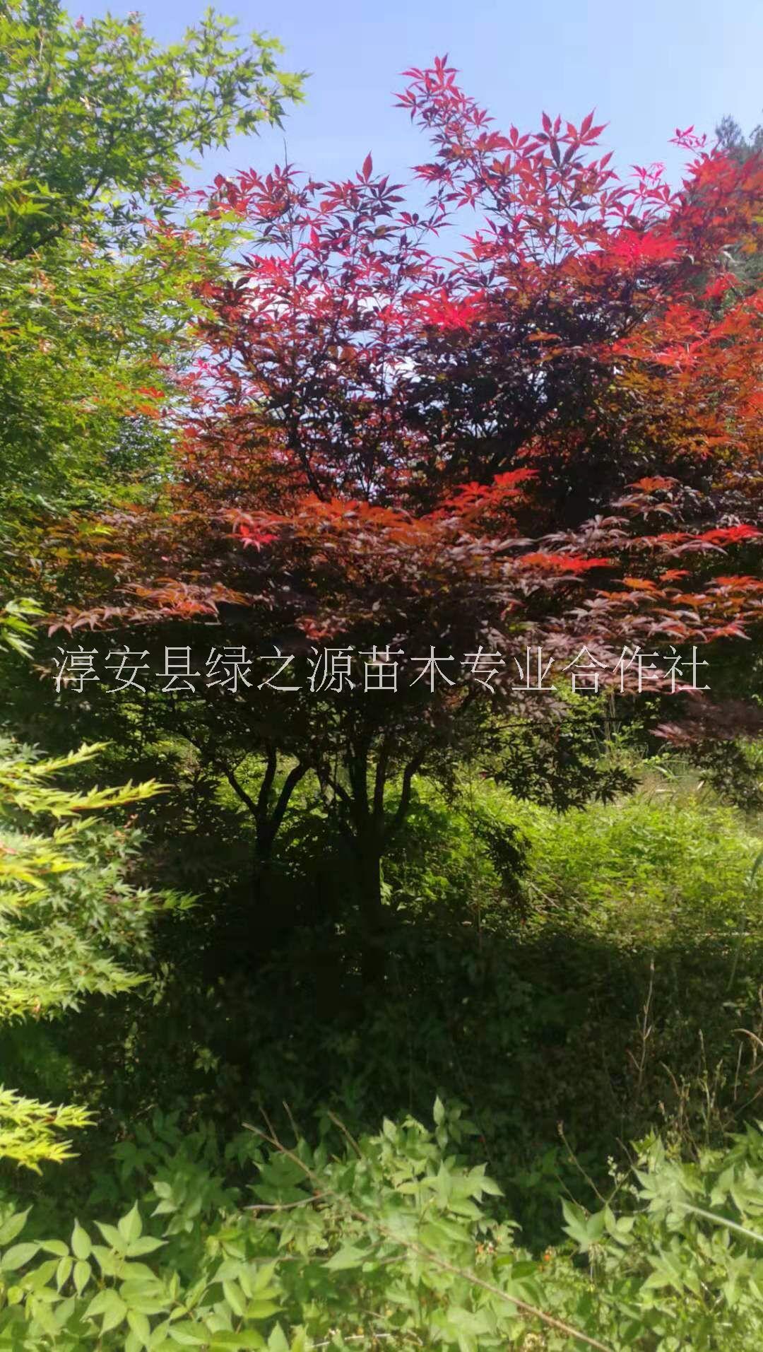 浙江红枫树苗木种植基地批发价格