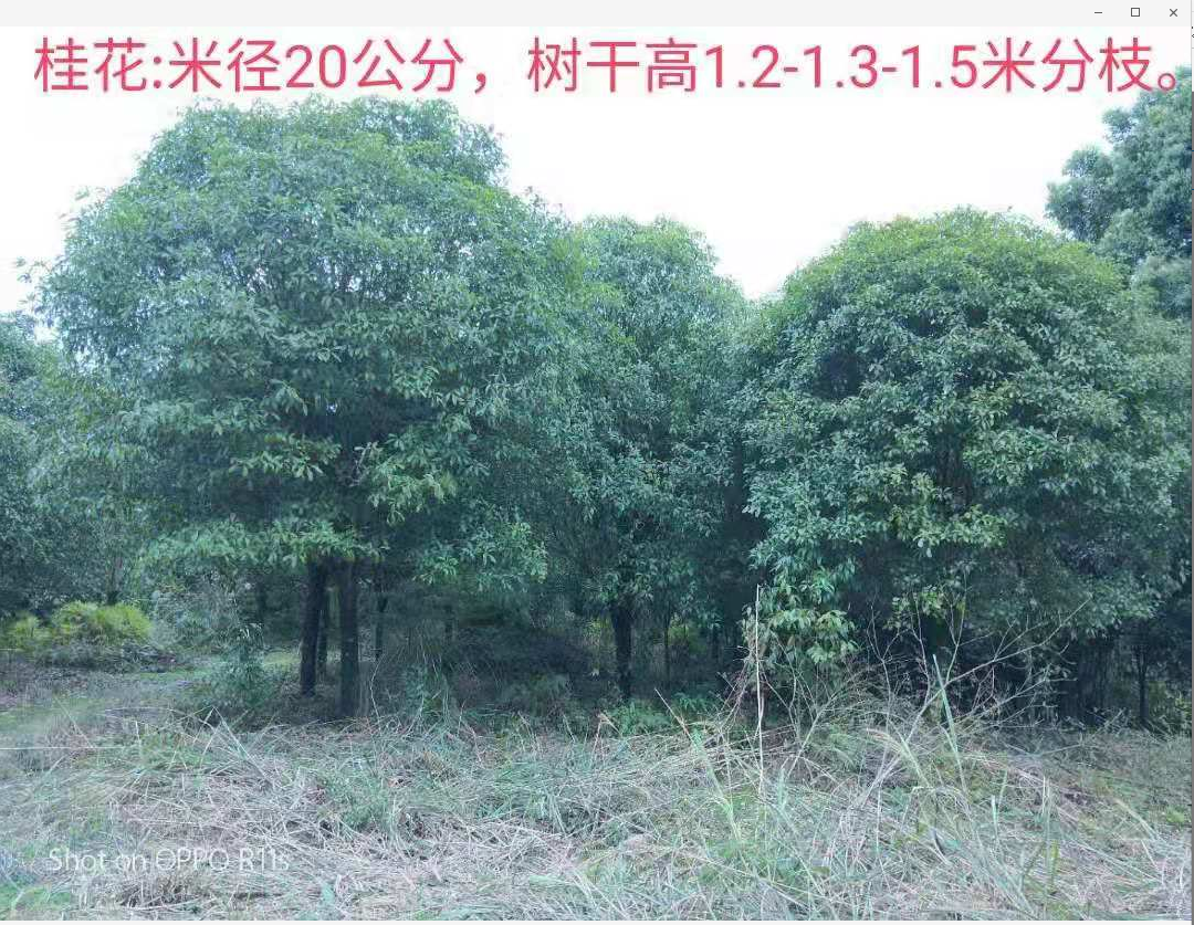广西桂林1.8-2.5分枝米桂花种植基地直销价格 高分枝桂花