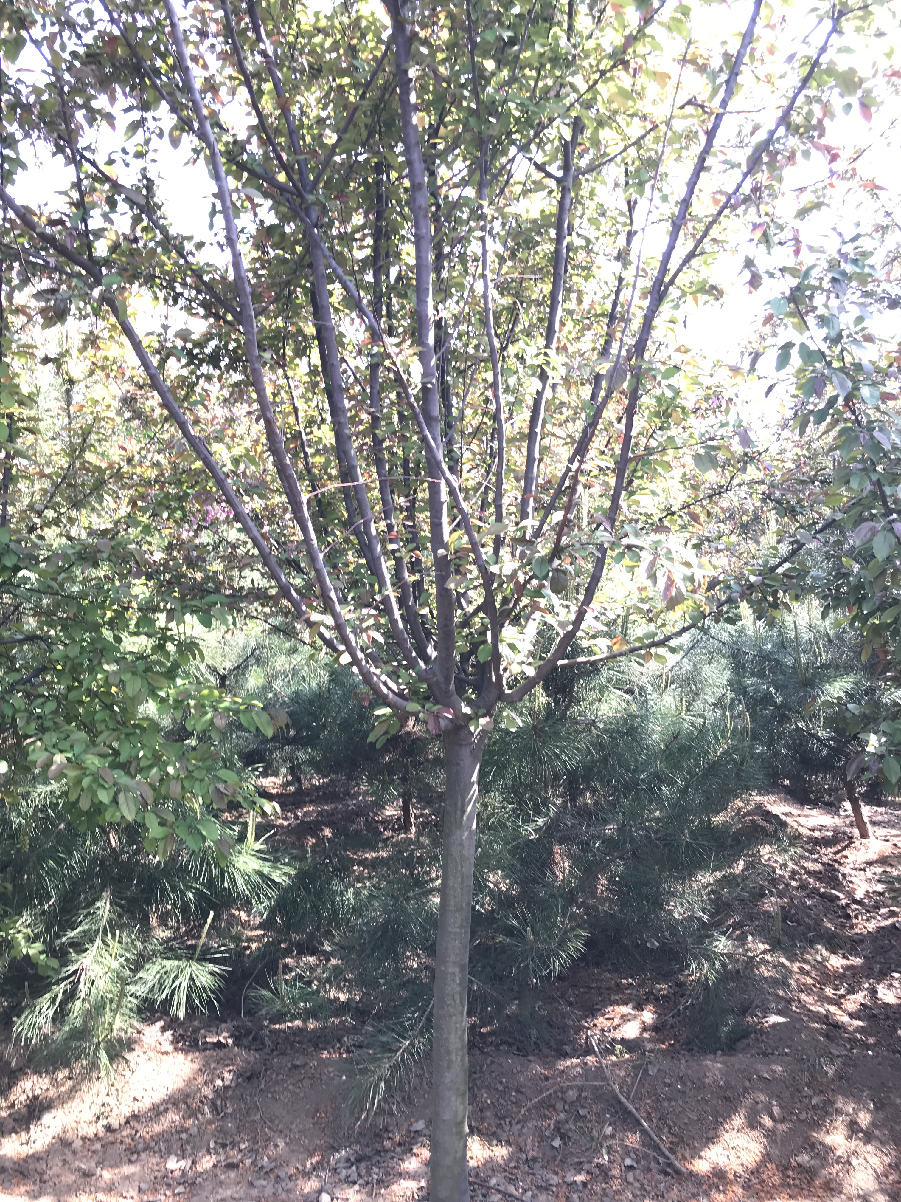 专业培育北美海棠苗种植基地，河南优质北美海棠苗供应商/供货商，河南北美海棠苗报价/价格