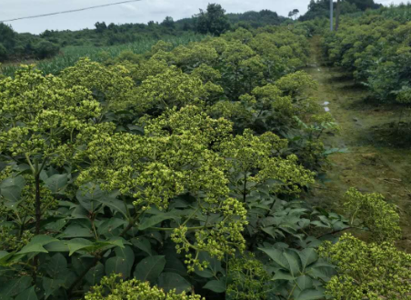 吴茱萸苗报价_批发_供应商_种植基地_哪家好_联系方式