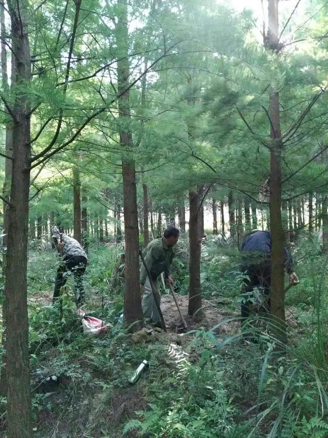 江西九江池杉基地-池杉小苗-品种齐全-量大从优-批发种植基地哪里有卖多少钱 江西九江池杉基地哪家好