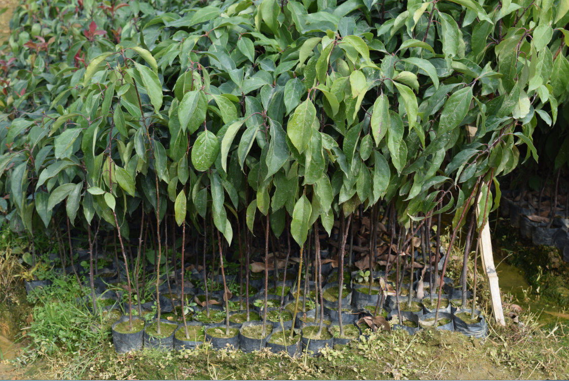 香樟 香樟批发商 香樟种植基地