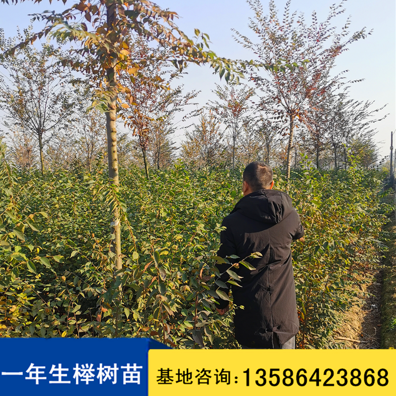 杭州专业培育一年生榉树苗种植基地，杭州哪里有红榉树苗出售/批发，杭州长期供应一年生红榉树苗基地电话