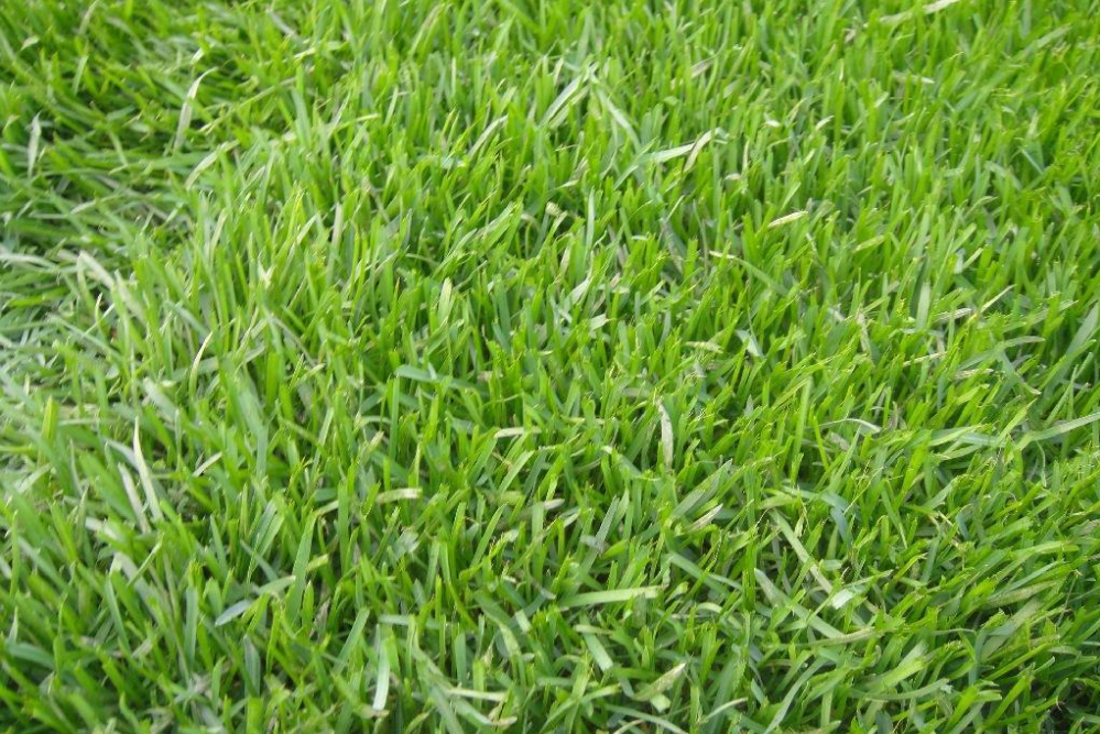 早熟禾草坪供应 景观人工草坪 公园草坪设计
