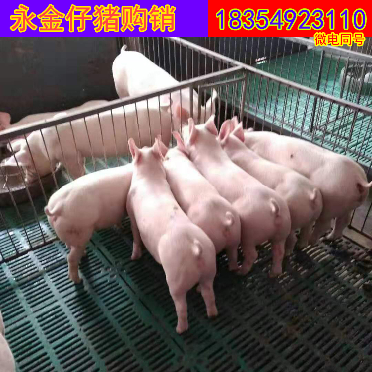长白母猪  母猪基地直销价格 纯种母猪 纯种母猪猪苗 纯种育肥猪苗   三元育肥仔猪价格