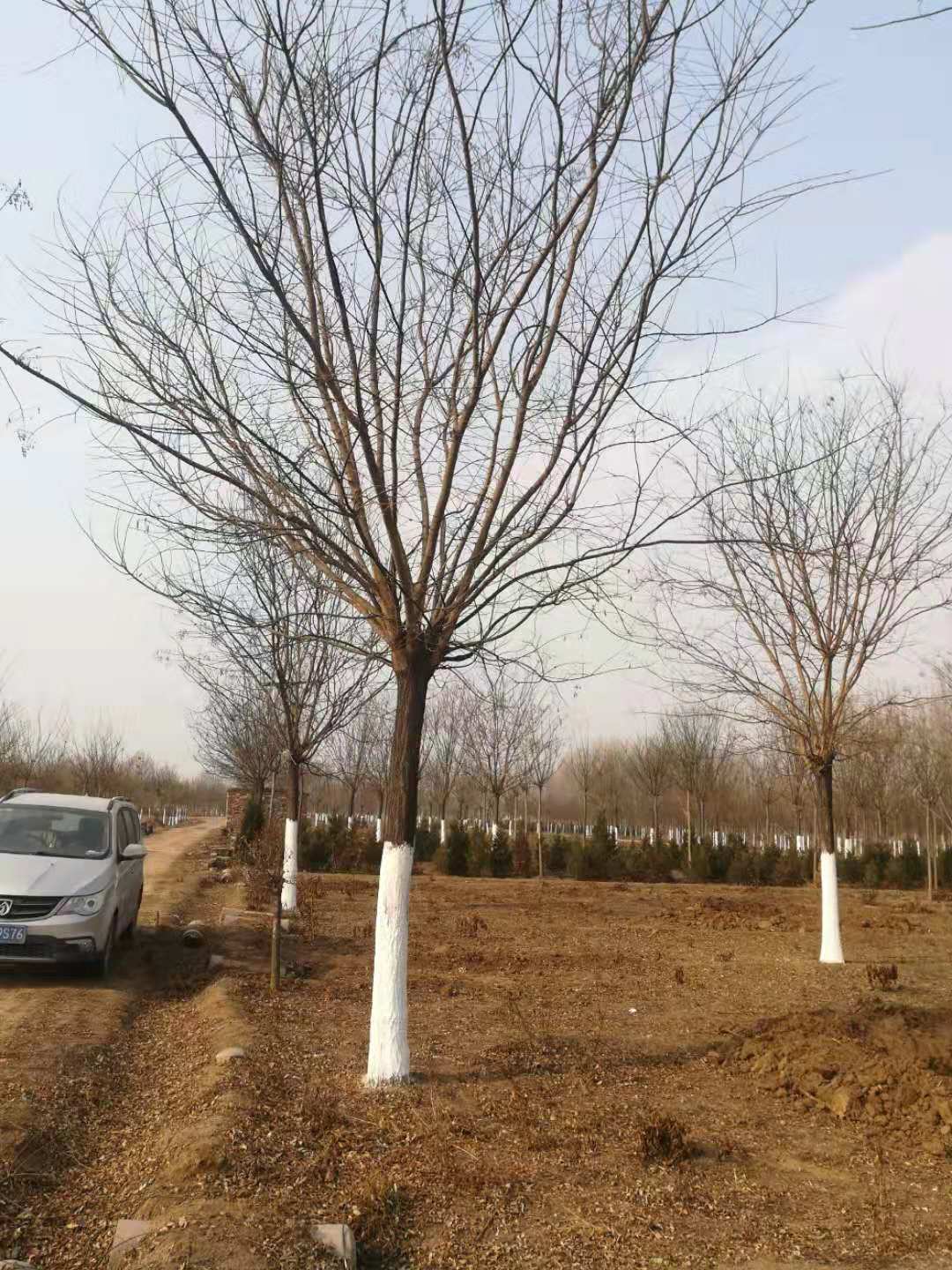 安徽12-22公分国槐 三米定杆4年冠，精品树批发基地价格