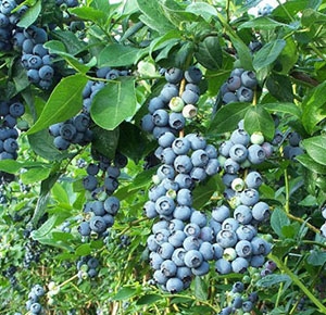 蓝丰，都克山东泰安纯种优质蓝莓，蓝丰，都克，批发价格