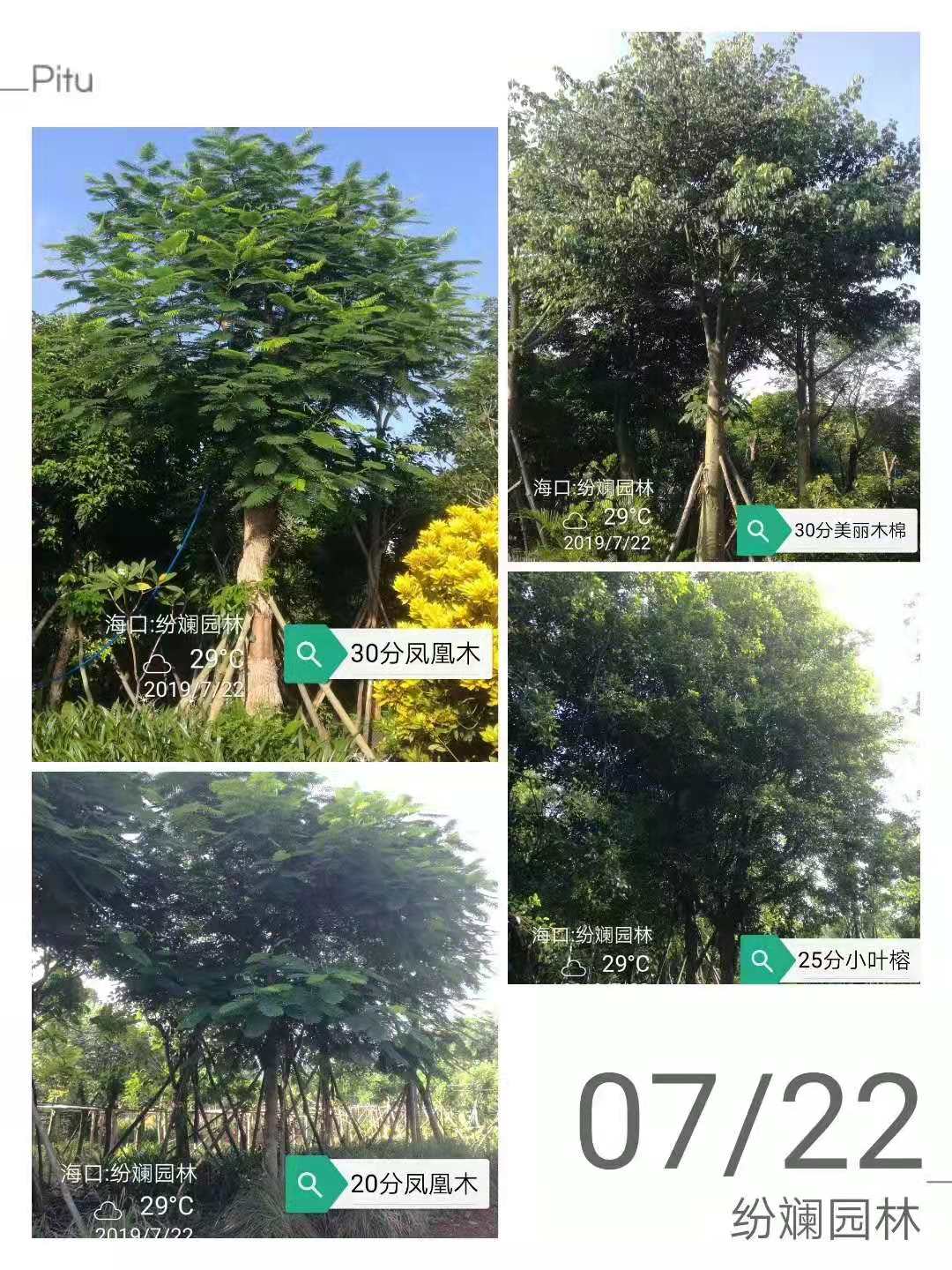 海南凤凰木20-30公分种植基地 ，价格，批发价图片