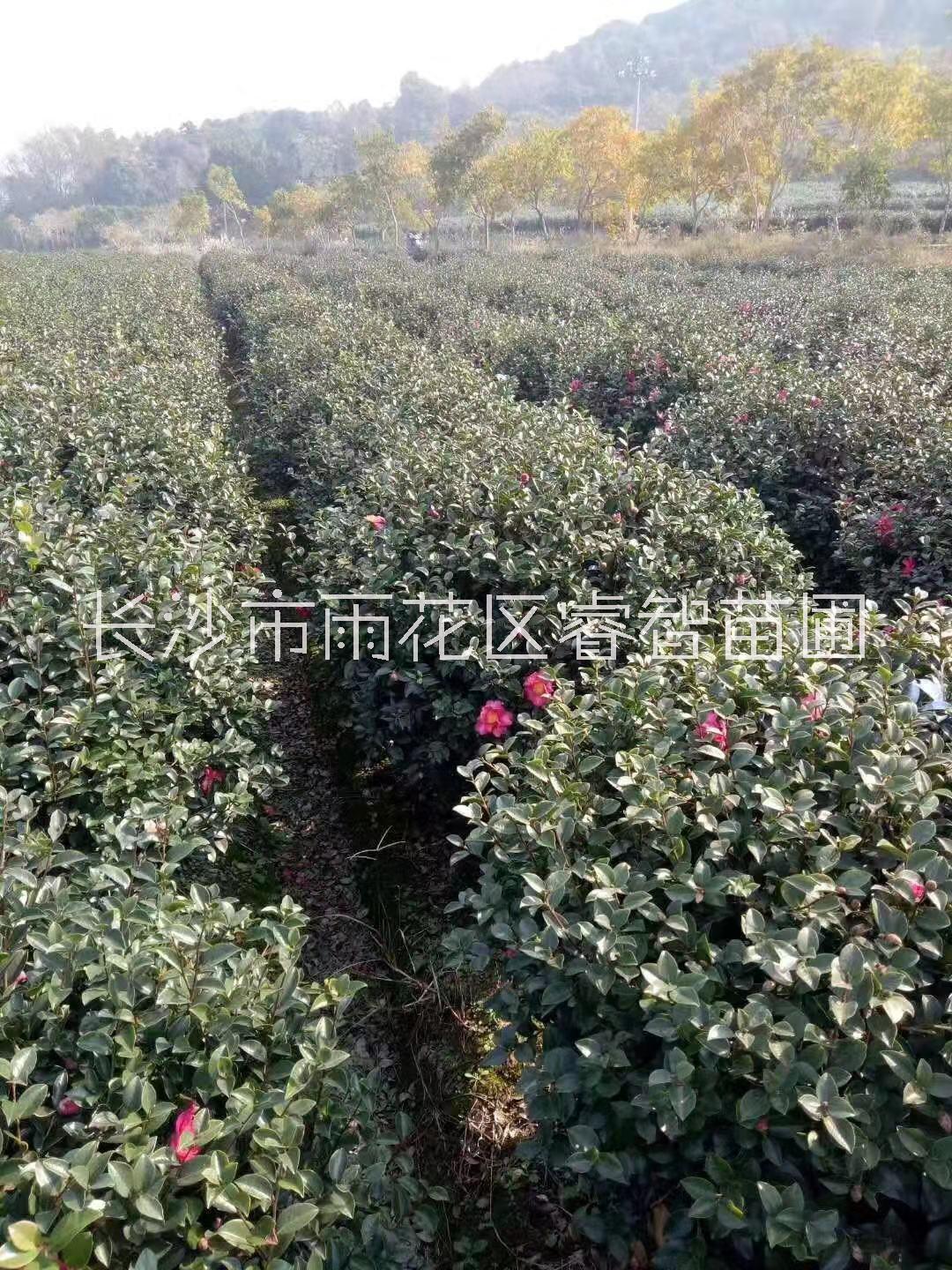 茶梅品种你认识多少品种及价格 湖南茶梅树批发基地