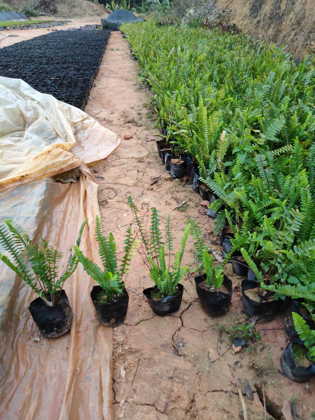 排骨草肾蕨 高25cm 专业种植排骨草 绿化地被苗图片