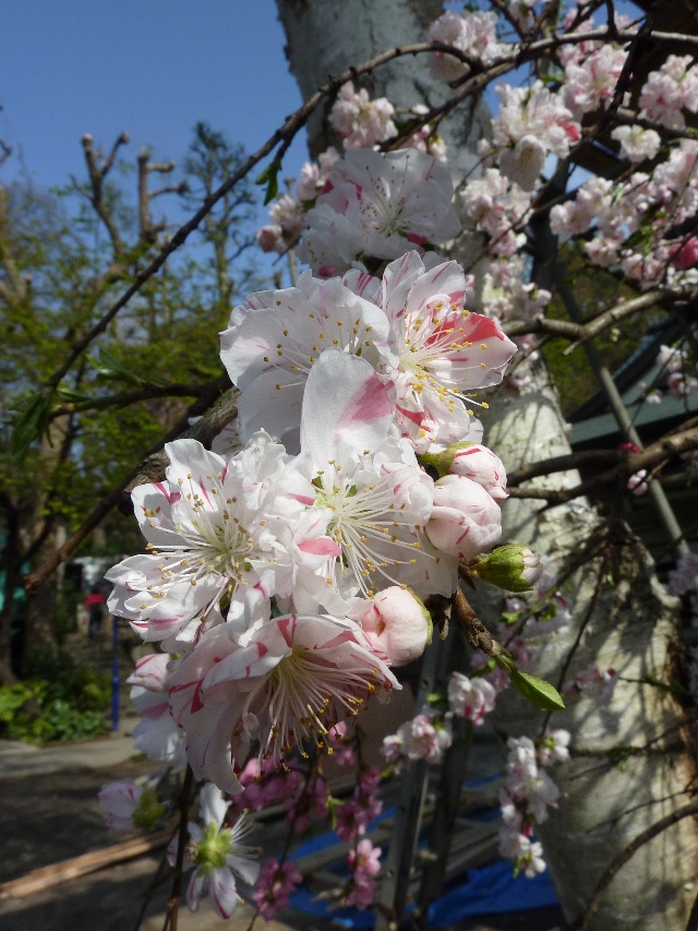 湖南长沙3-20CM日本樱花种植基地直销价格图片