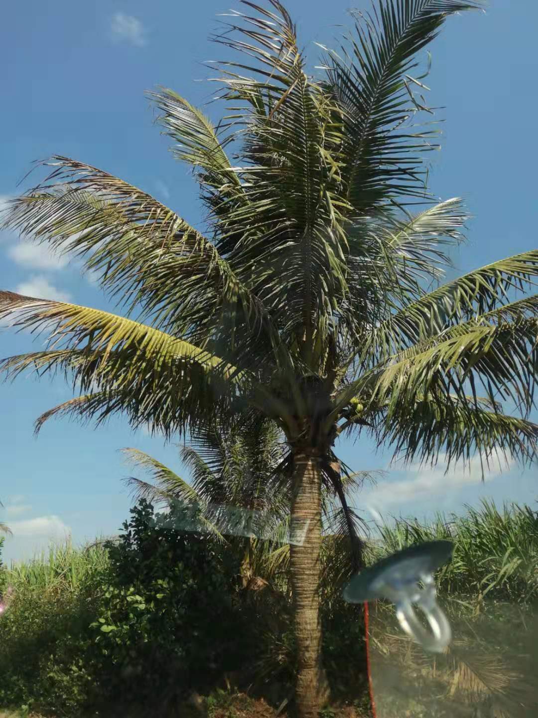 椰子树 椰子苗批发 优质海南椰子树苗