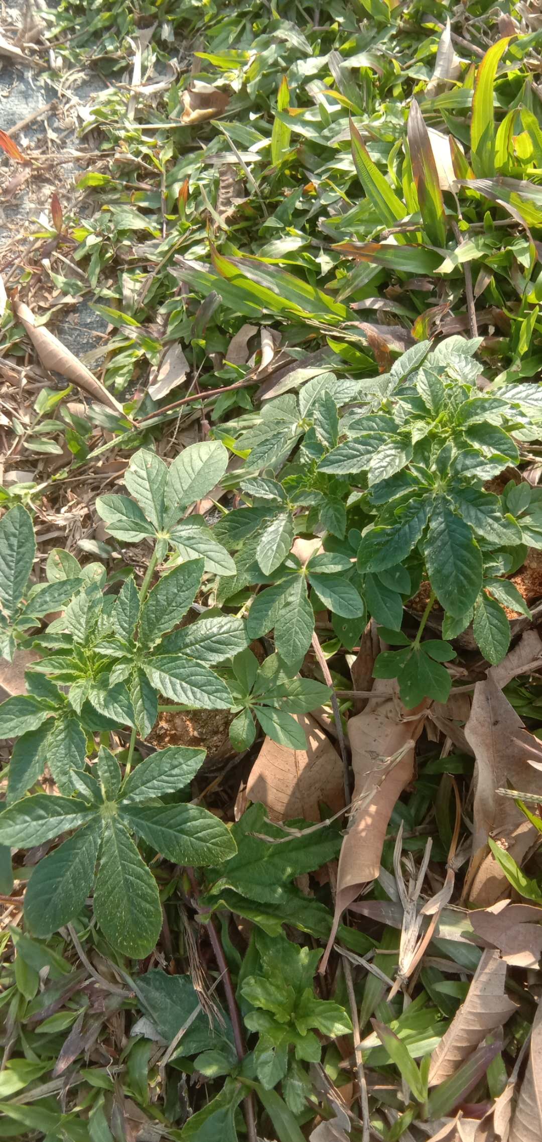 东莞市醉蝶花厂家醉蝶花苗 醉蝶花绿化苗工程  醉蝶花苗养殖方法 大量供应