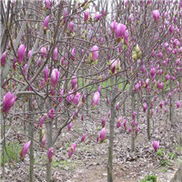 浙江宁波哪里有紫红玉兰苗种植基地大量批发供应多少钱