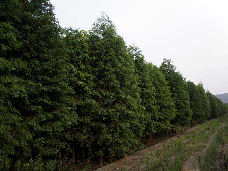 宁波北美落羽杉苗木种植基地批发价格