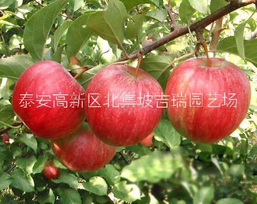 鲁丽苹果苗价格，供应优质苹果苗图片