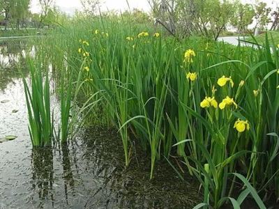 贵州菖蒲基地，贵州水生植物直销基地 批发，价格菖蒲是园林绿化中，常用的水生植物，其丰富的品种，较高的观赏价值图片