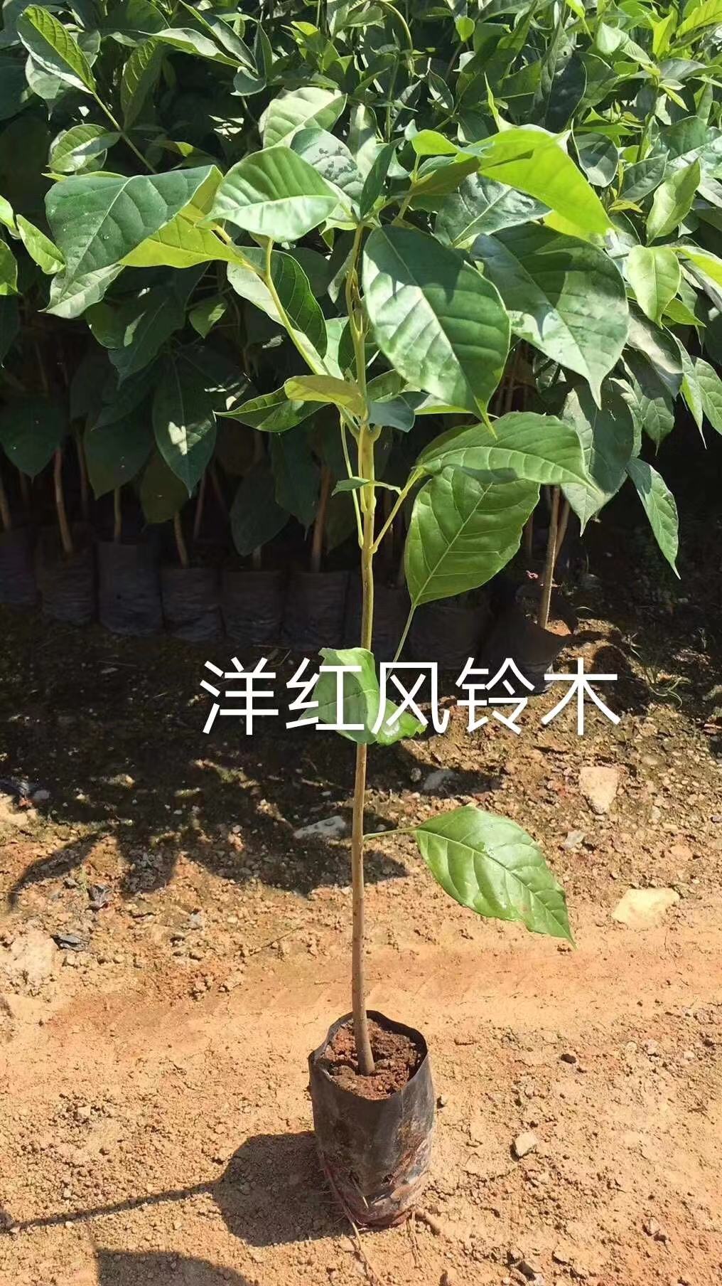 广州增城绿化工程苗红花风铃木袋苗批发