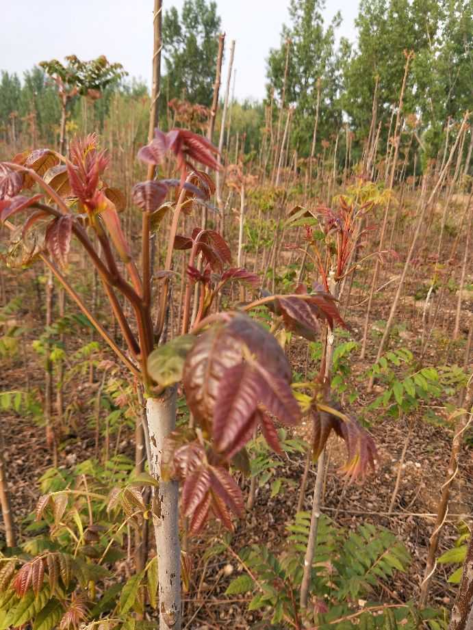 香椿苗江苏香椿苗批发报价种植基地【泰安开发区背靠大树苗木中心销售】