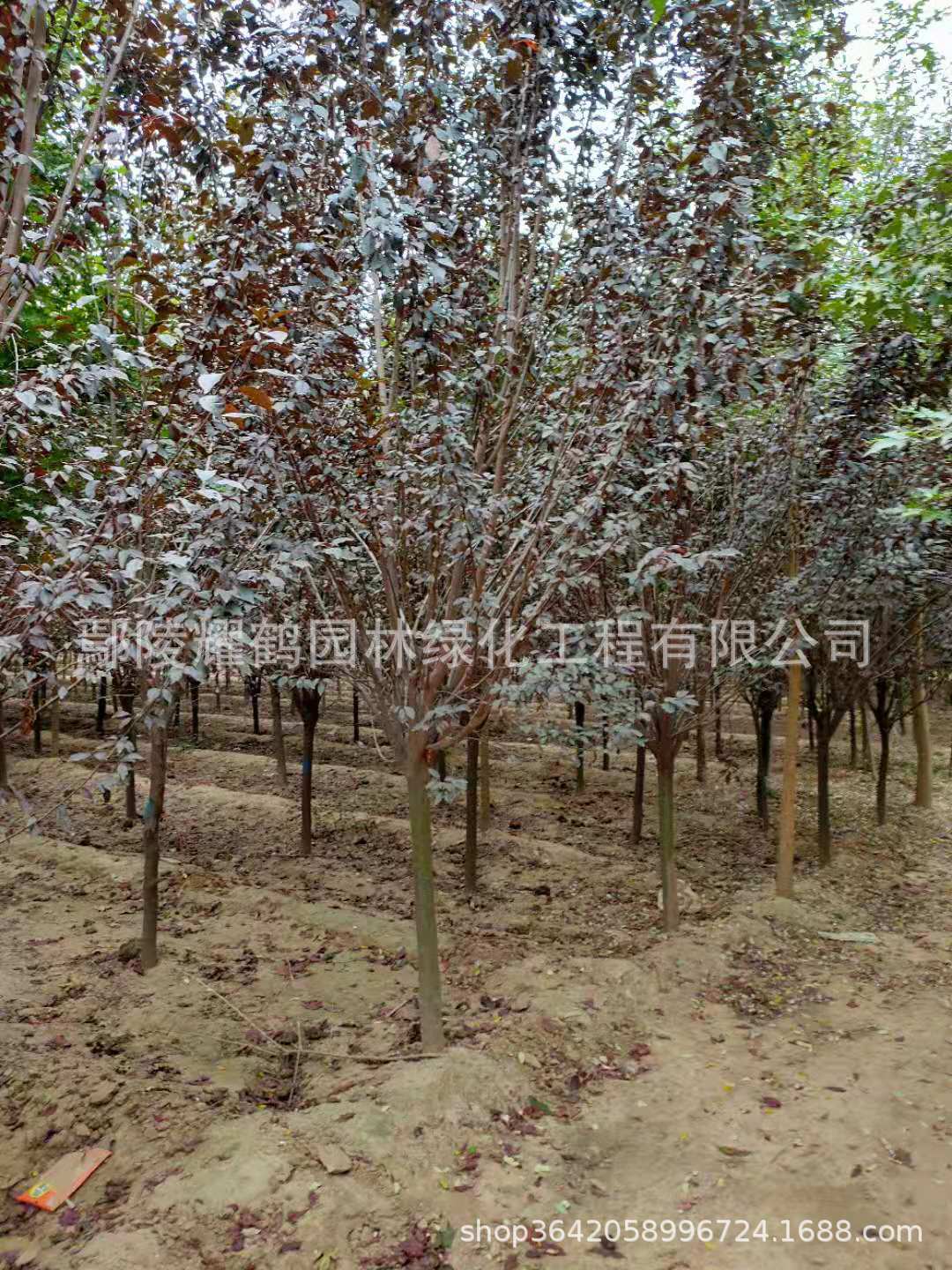 河南许昌市紫叶李种植基地哪家排名好（鄢陵耀鹤园林销售中心）图片