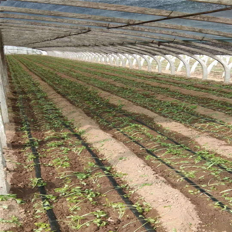 菏泽市农业温室滴灌 大棚蔬菜灌溉 滴灌带安装方法