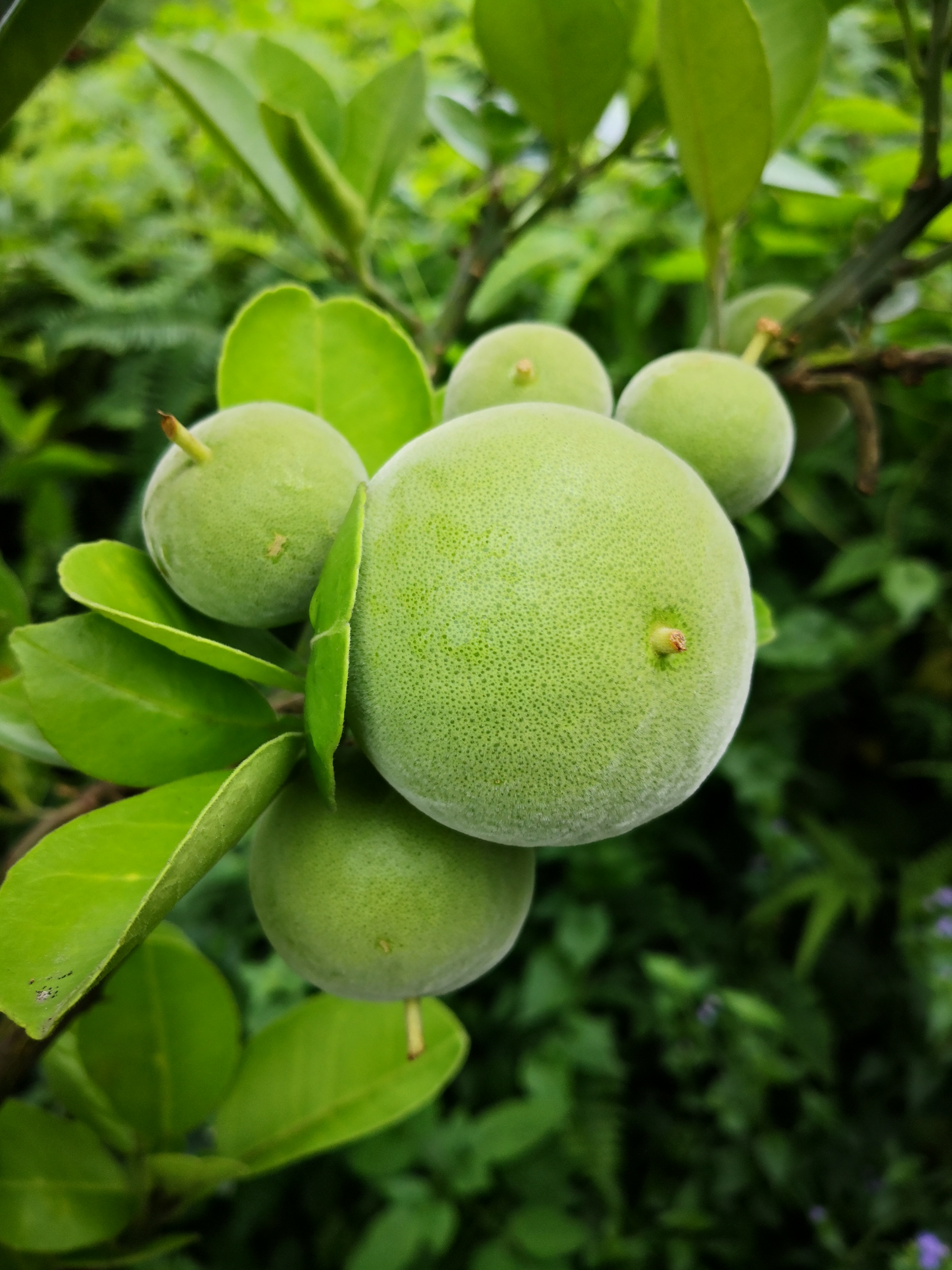 化橘红生果化州种植供应价 一手货源图片