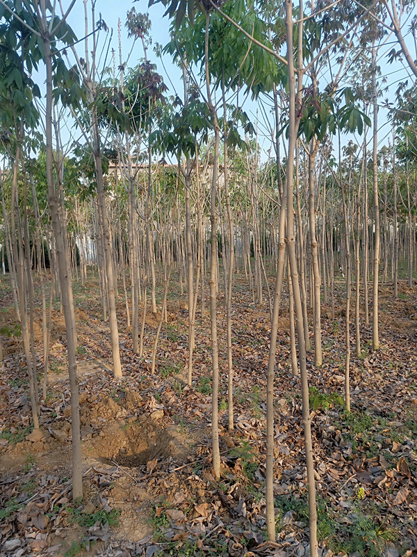 七叶树七叶树苗种植基地供应批发价格多少钱【南阳市宏润园林有限公司】