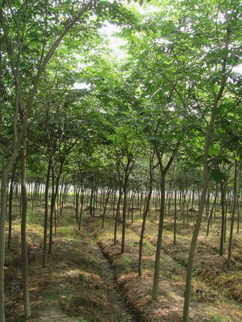 江西九江榉树基地，8公分 10公分 12公分 15公分榉树_绿化苗木 多少钱，价格，批发，哪里有卖图片