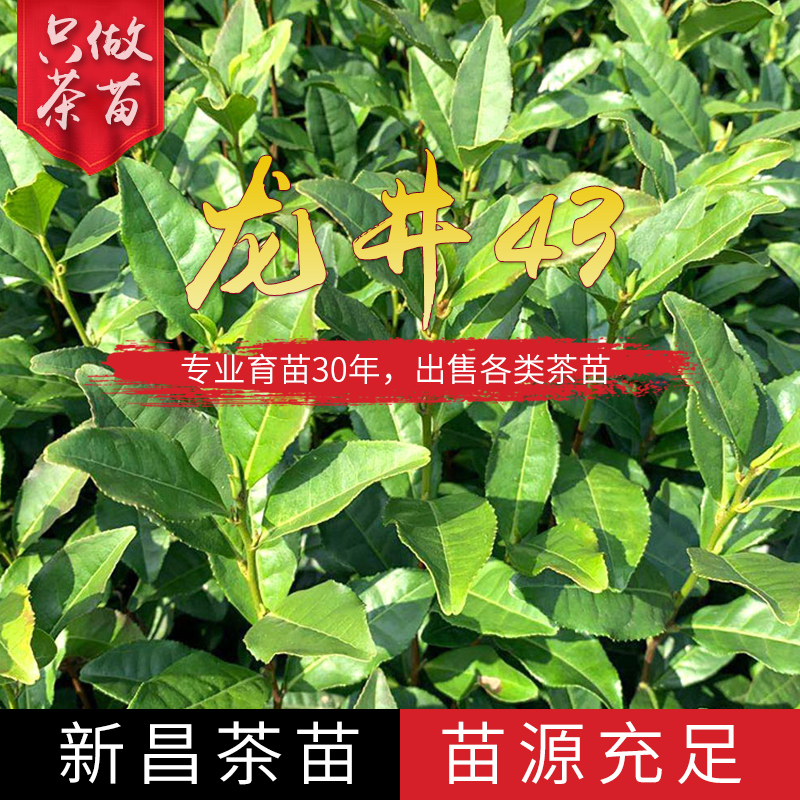 浙江绿茶龙井43茶苗种植基地批发价格