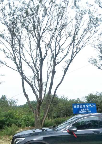 滁州市丛生朴树30-100公分厂家