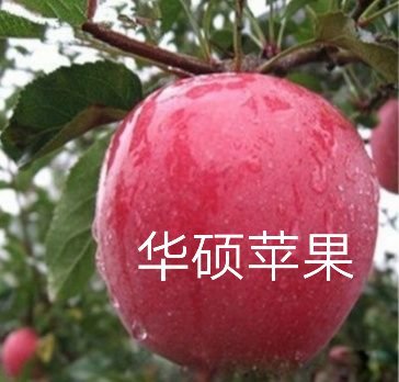 山东泰安华硕苹果苗基地,2020年果苗批发，价格，哪里有卖？多少钱一颗