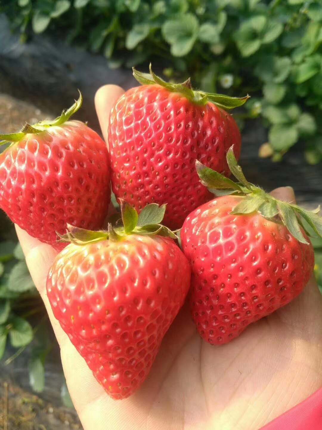 泰安市山东草莓苗价格厂家