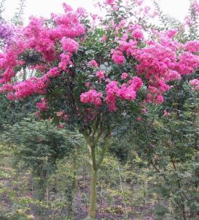 红花紫薇直销 红花紫薇基地 红花紫薇价格 红花紫薇供应 红花紫薇 红花紫薇苗图片