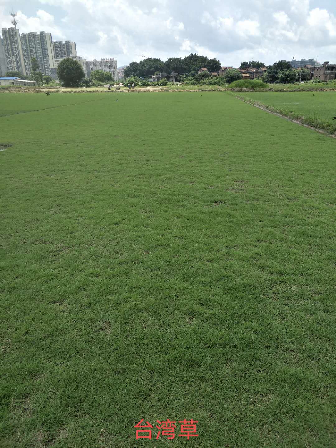 佛山市珠海台湾草厂家珠海草皮 珠海台湾草草皮基地 珠海台湾草草皮批发