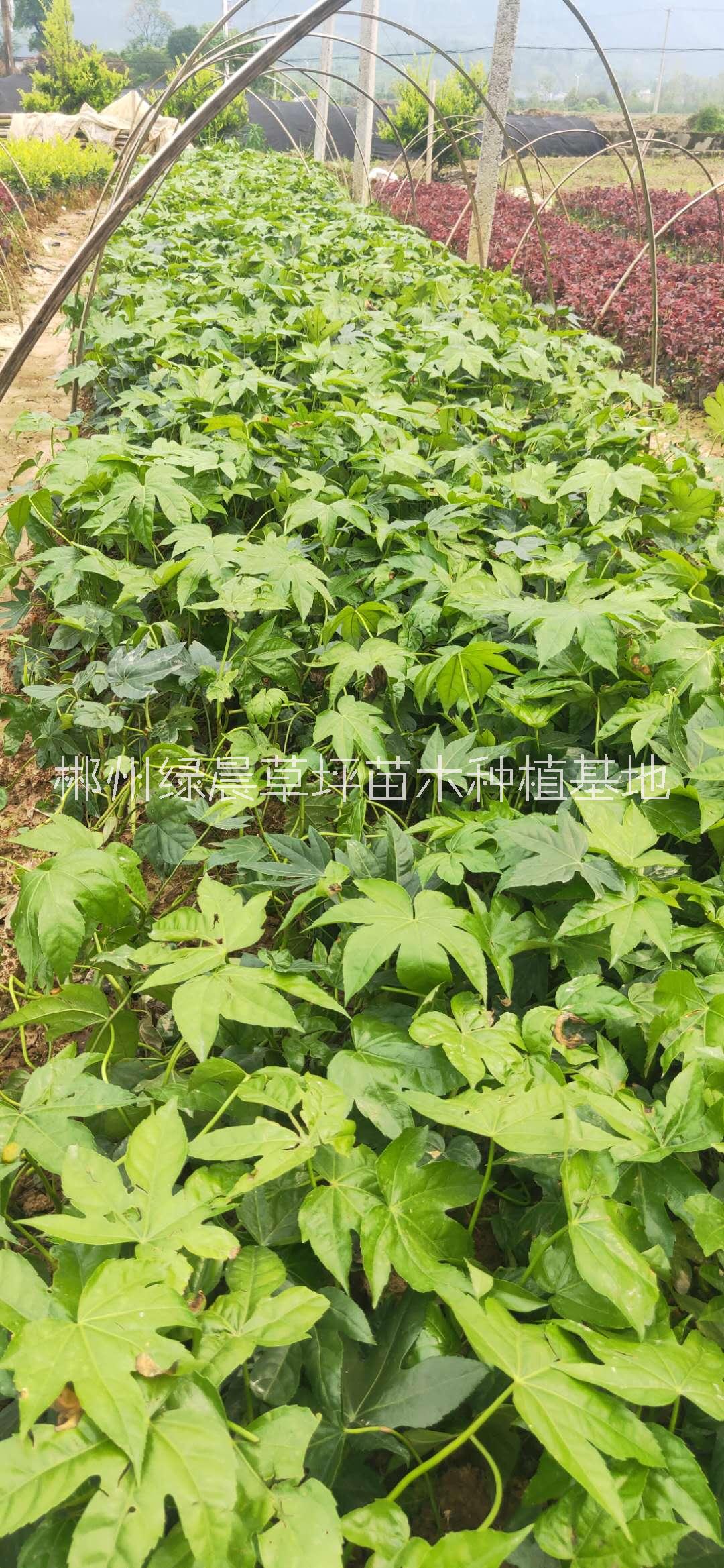 八角金盆种植基地、价格、批发【郴州绿晨草坪苗木种植基地】