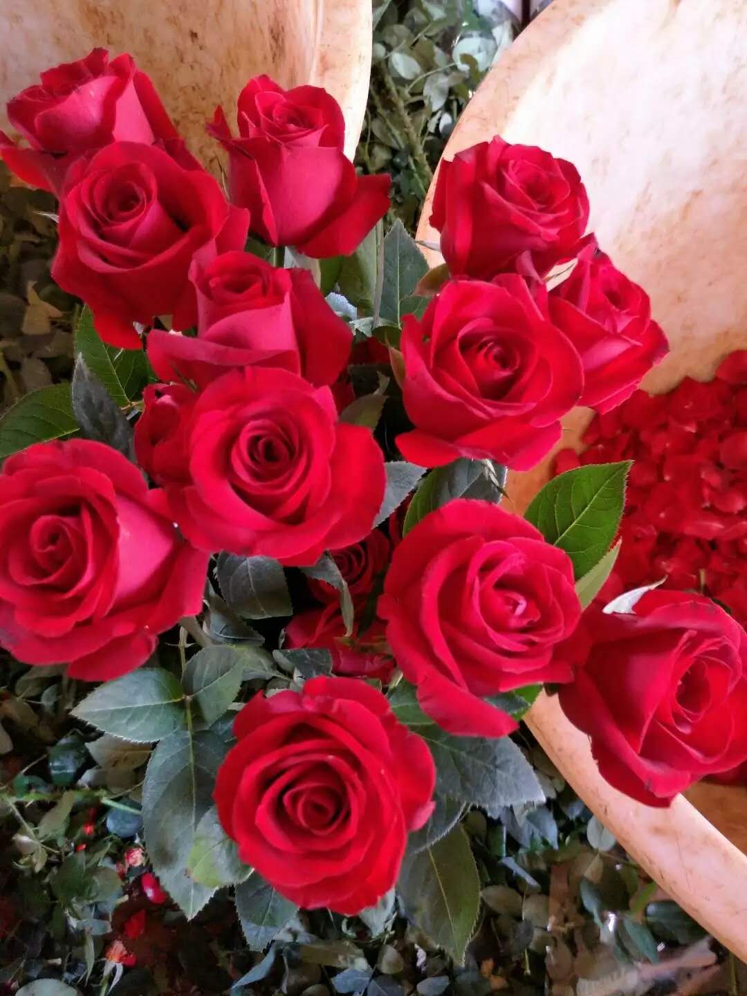 卡罗拉玫瑰苗供应商 卡罗拉玫瑰苗价格 云南卡罗拉玫瑰苗图片