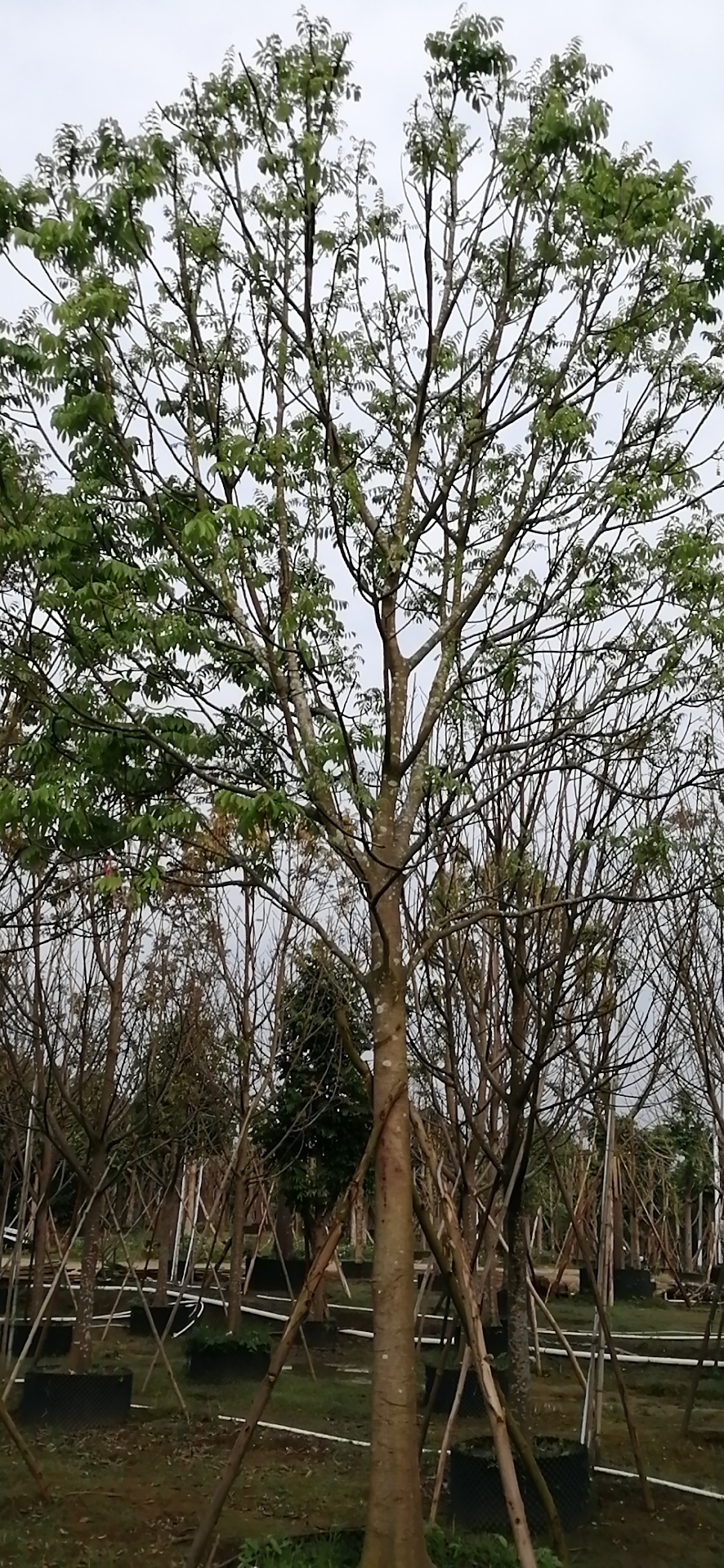 阳江市仁面子树厂家直供仁面子树米径19公分 仁面子树批发价格 树种四季常绿