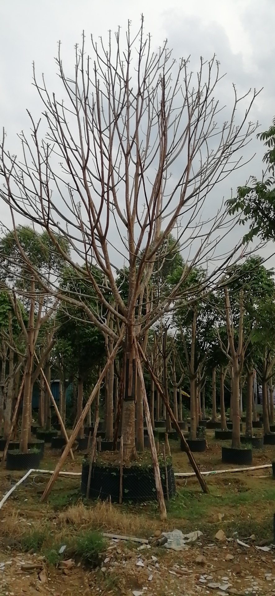 直供仁面子树米径19公分 仁面子树批发价格 树种四季常绿
